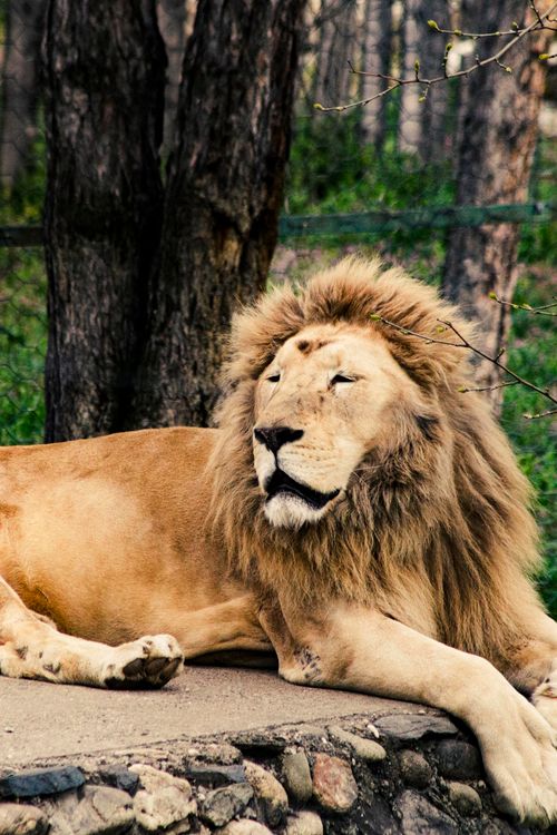 Free A magnificent lion lying peacefully in a natural setting at Skopje Zoo. Stock Photo