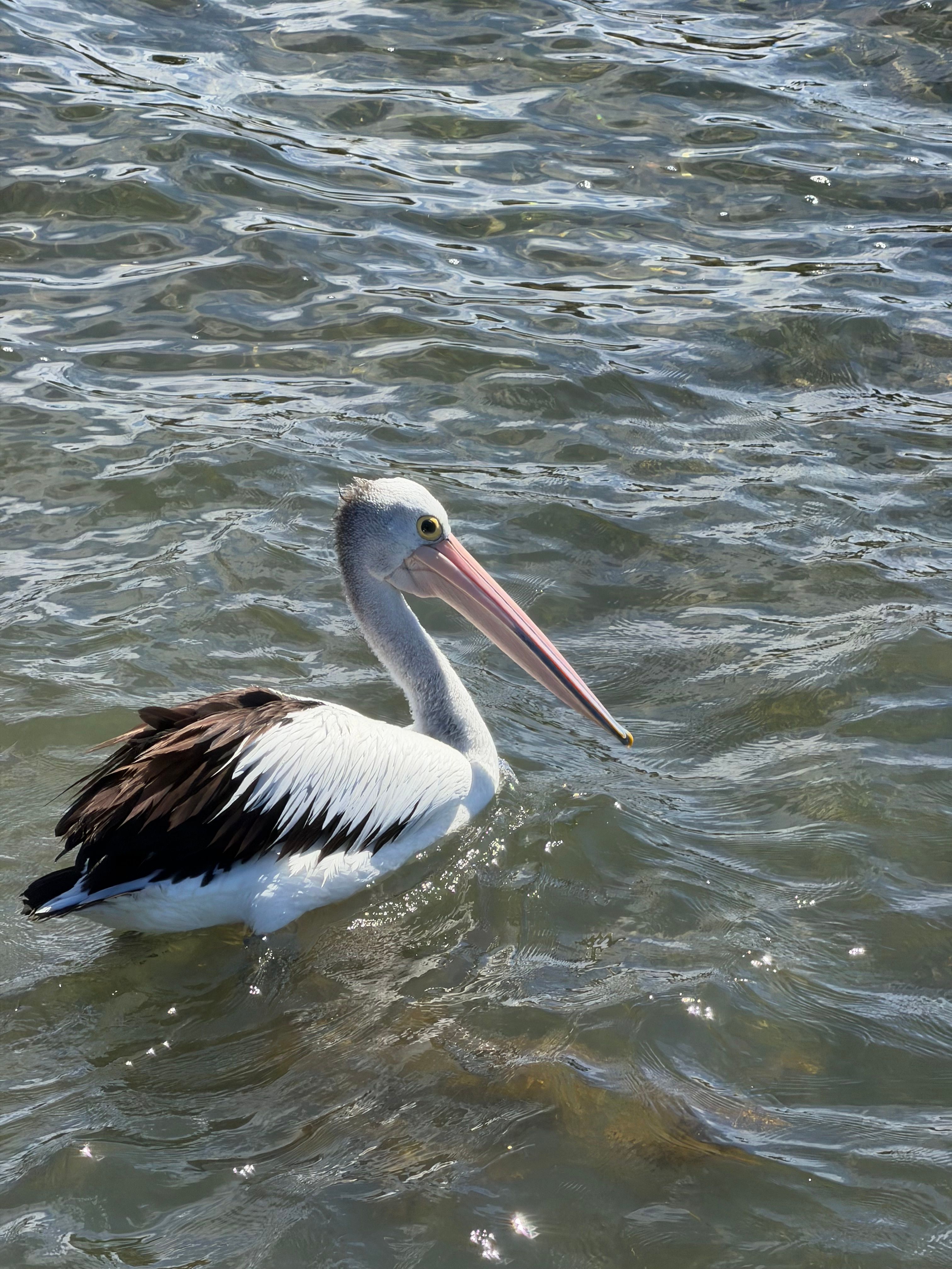 A lone Australian pelican wading in the shallow coastal waters under the bright sun.