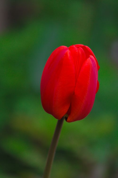 Free Close-up of a vibrant red tulip against a soft green background. Stock Photo