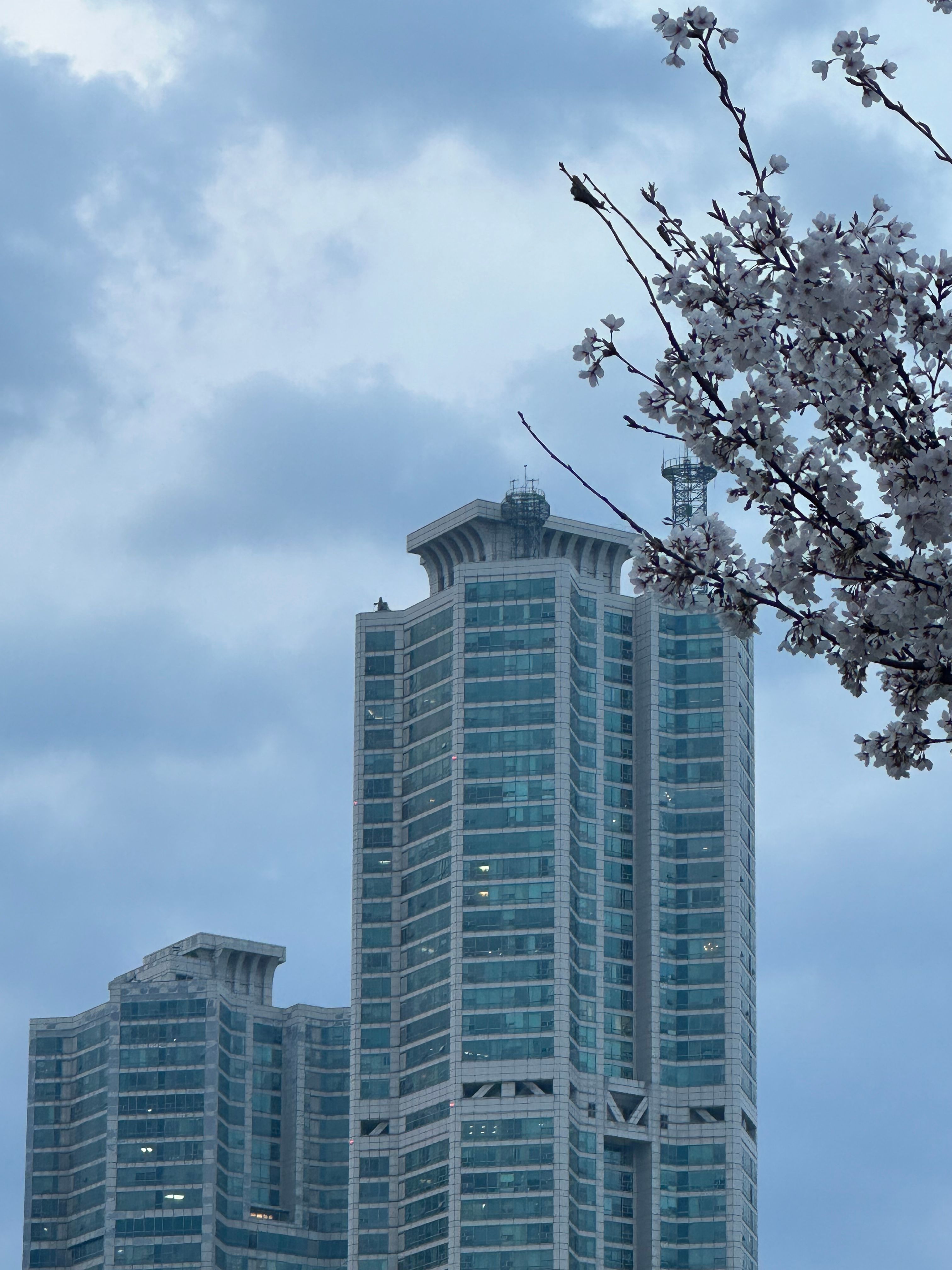 Modern Skyscraper with Blossom Branch · Free Stock Photo