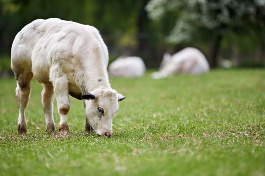 A serene scene of a young Charolais calf grazing in a peaceful green meadow during summer.