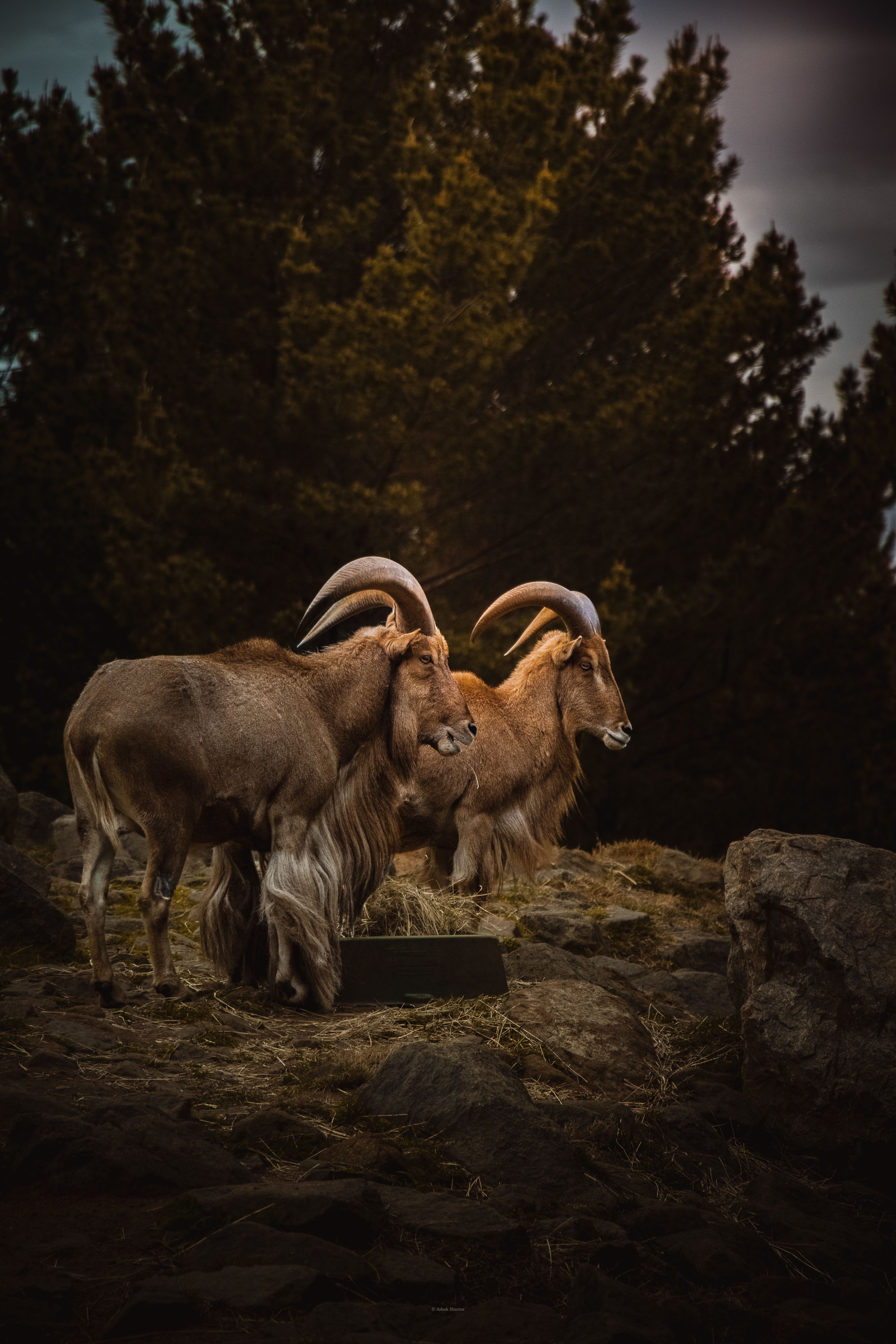 Majestic Wild Goats in Rocky Australian Landscape · Free Stock Photo