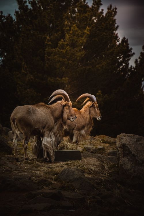 Free Two majestic wild goats with impressive horns in a rocky terrain, Australia. Stock Photo