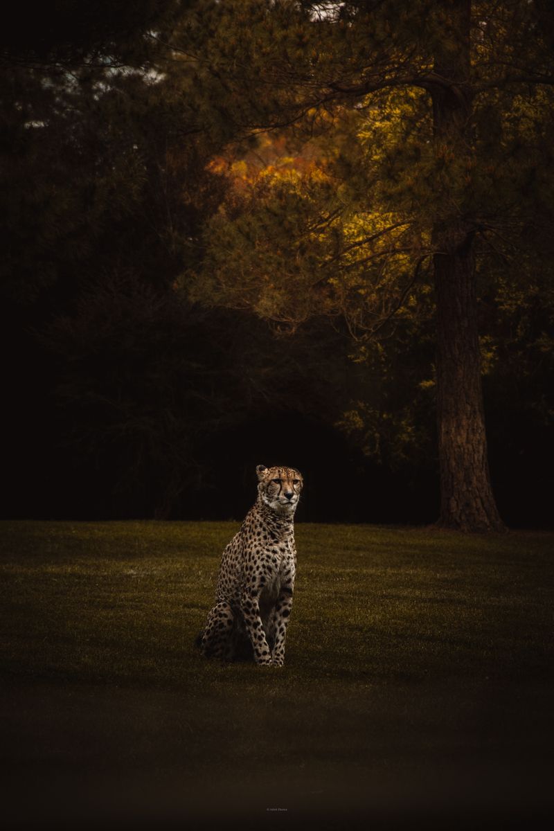 Cheetah, dusk