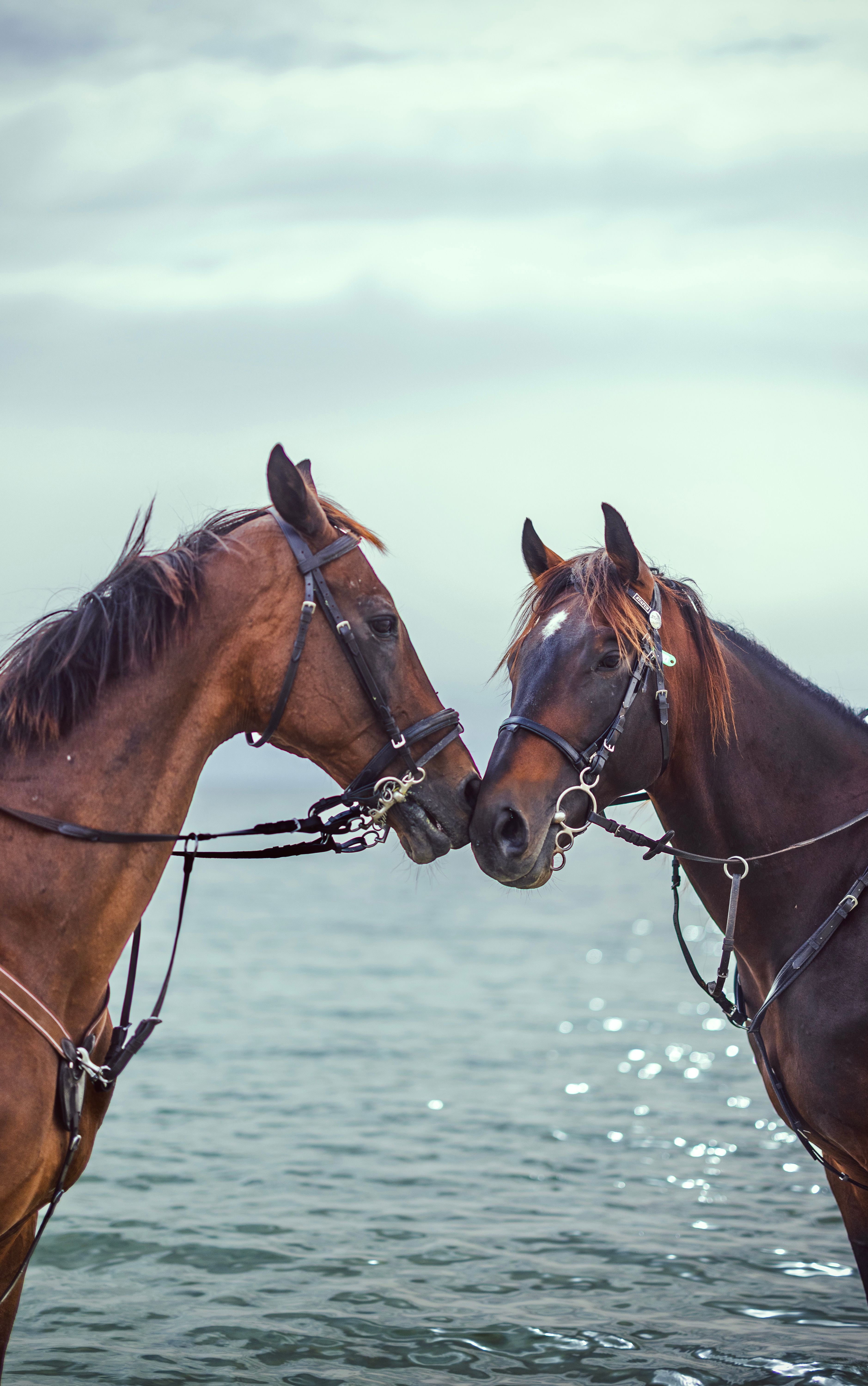 Two brown horses facing each other by the sea in Al Khobar, Saudi Arabia, showcasing natural beauty.