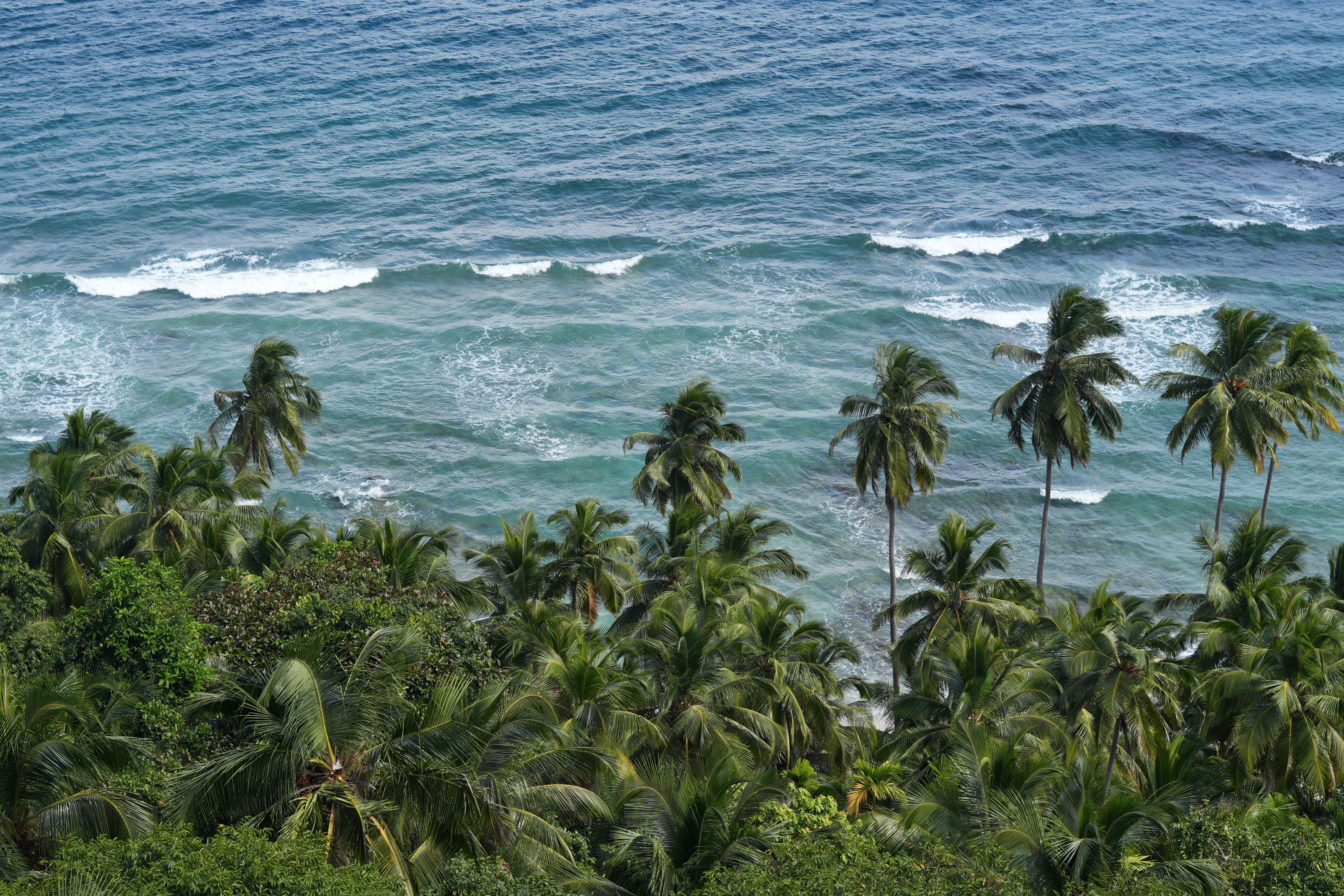 Gratis Una vista pittoresca di una costa tropicale con palme lussureggianti e onde oceaniche. Foto a disposizione