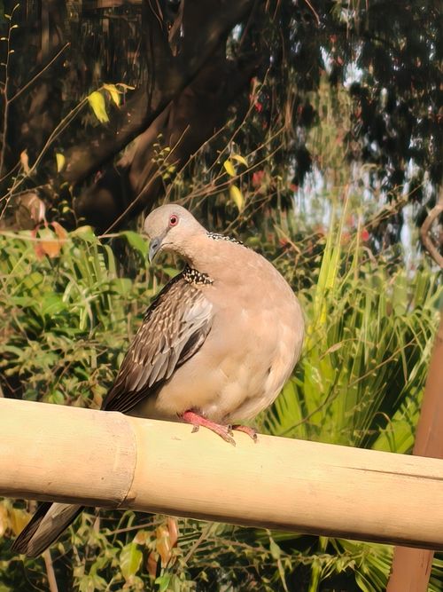 Free A Spotted Dove resting on a bamboo branch amidst lush greenery on a sunny day. Stock Photo