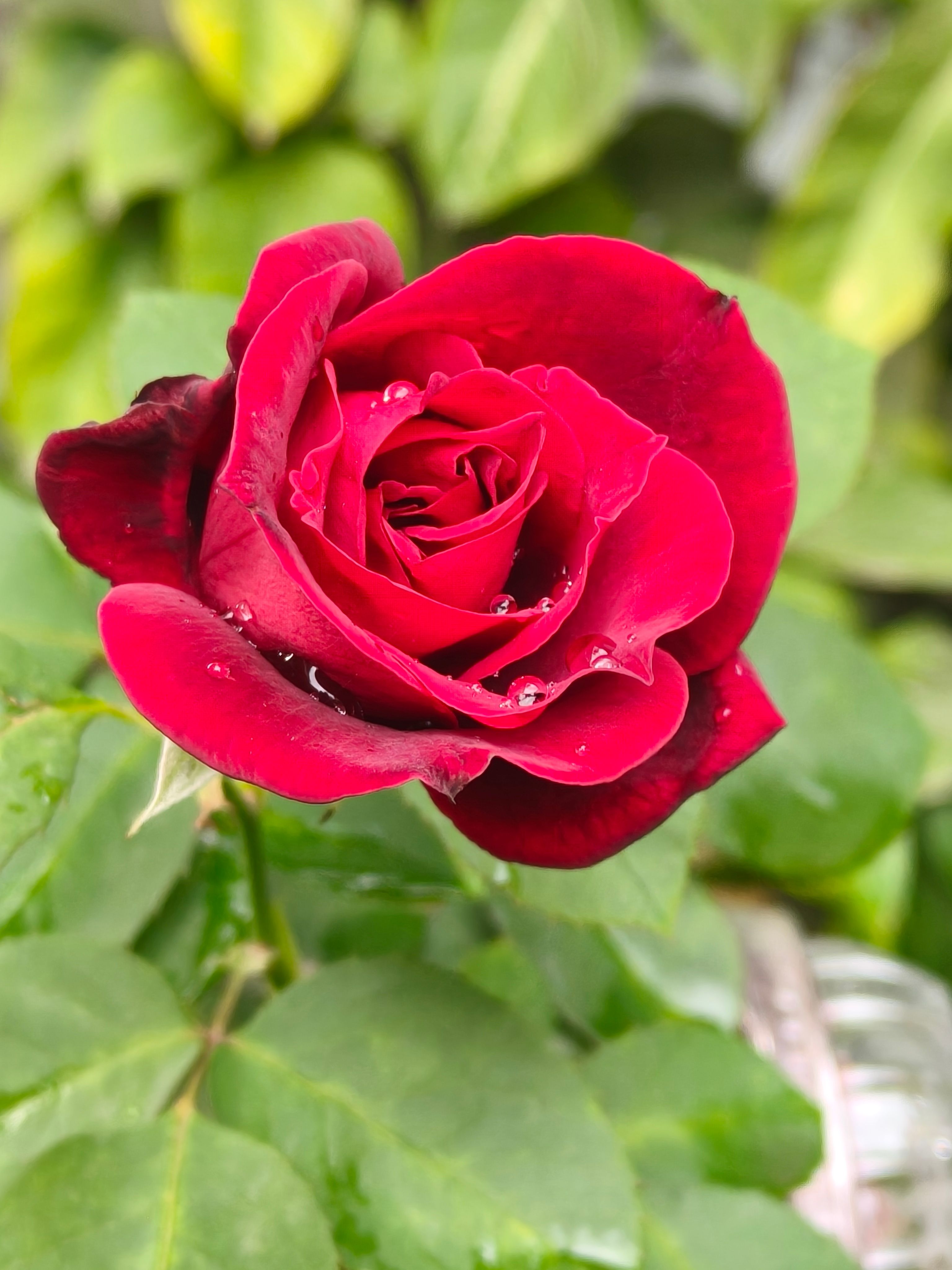 Close-up of a Red Rose with Dew Drops · Free Stock Photo