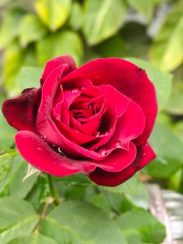 crimson red rose flower