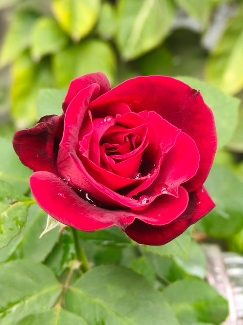 Free A close-up of a vibrant red rose with dewdrops on its petals, surrounded by lush green leaves. Stock Photo