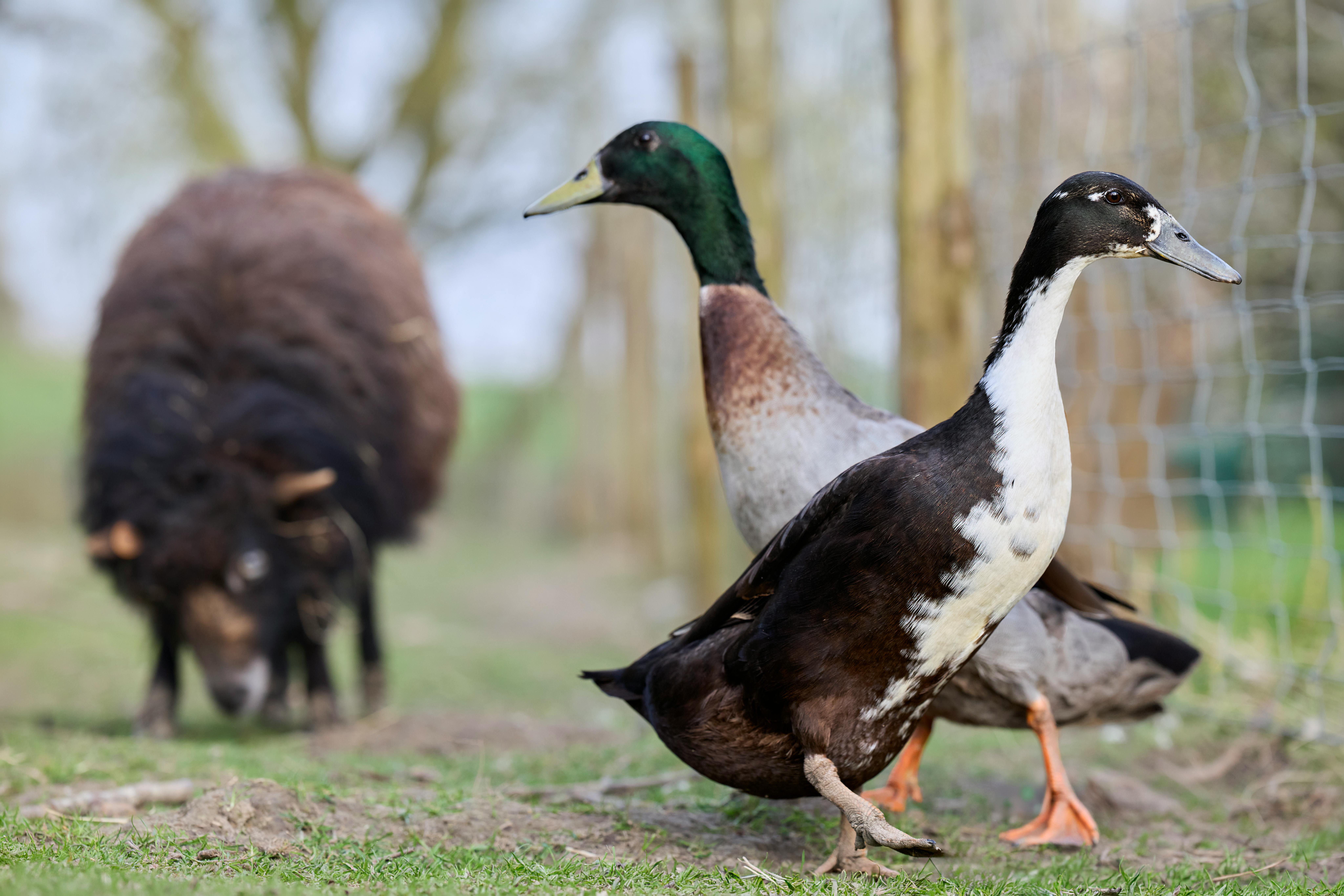 Keeping Ducks