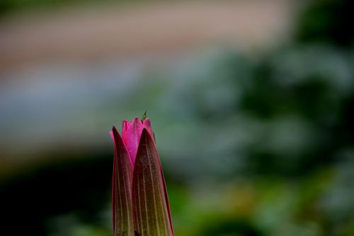 Free A close-up view of a pink flower bud with blurred green background. Stock Photo