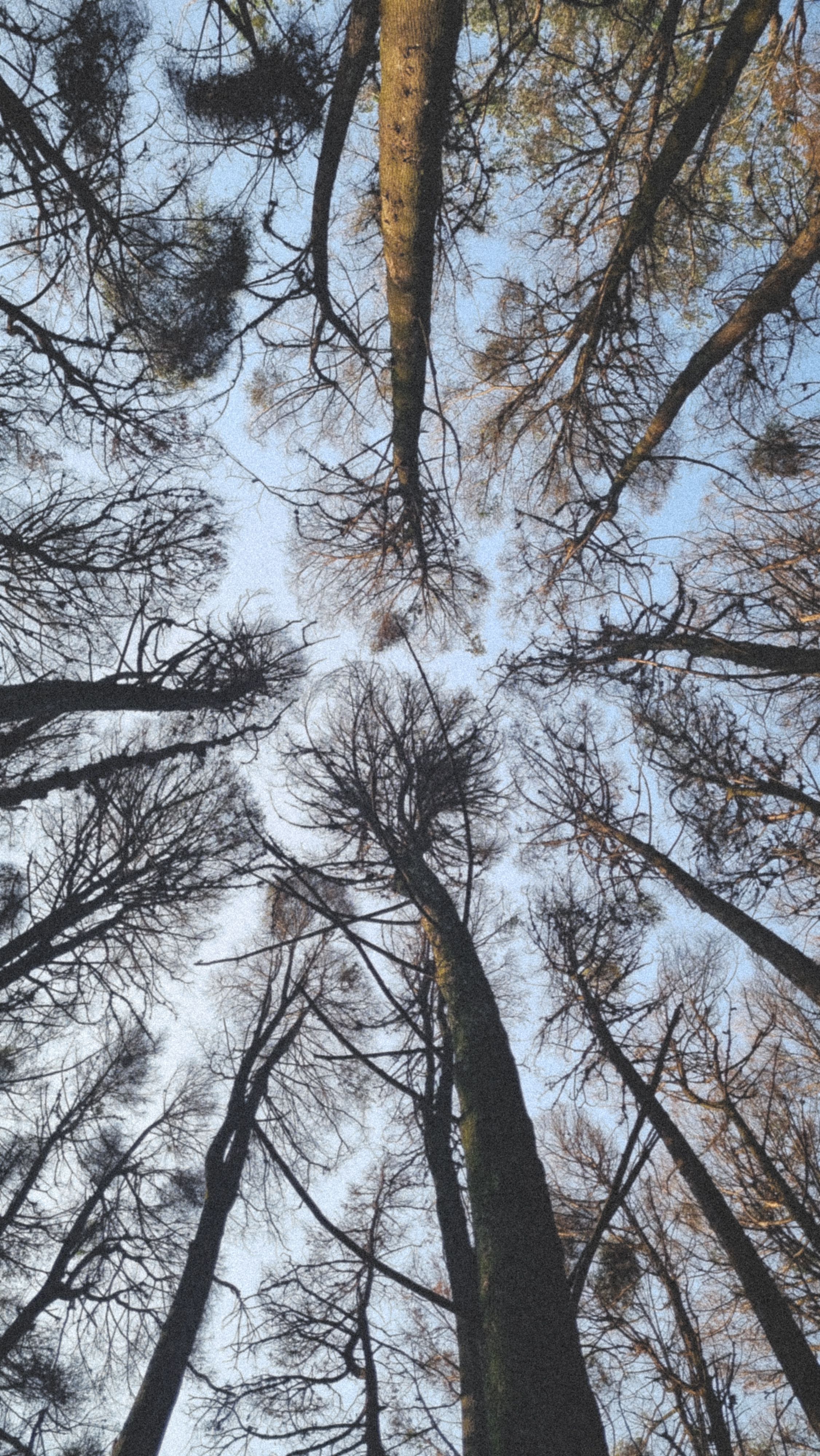 Dramatic View Up Through Towering Forest Trees · Free Stock Photo