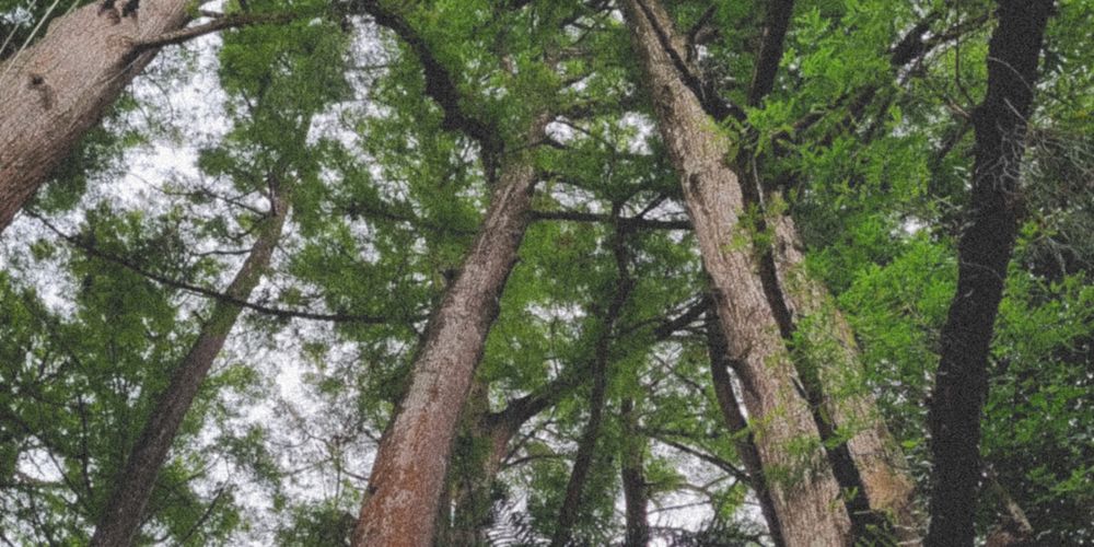 Loài cây nào cao nhất thế giới tính đến hiện nay? Loài cây nào cao nhất thế giới tính đến hiện nay?