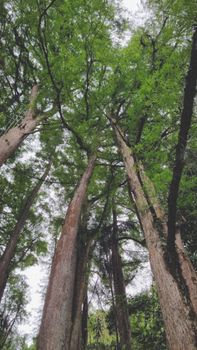 A dramatic view of towering trees in a lush, serene forest setting.