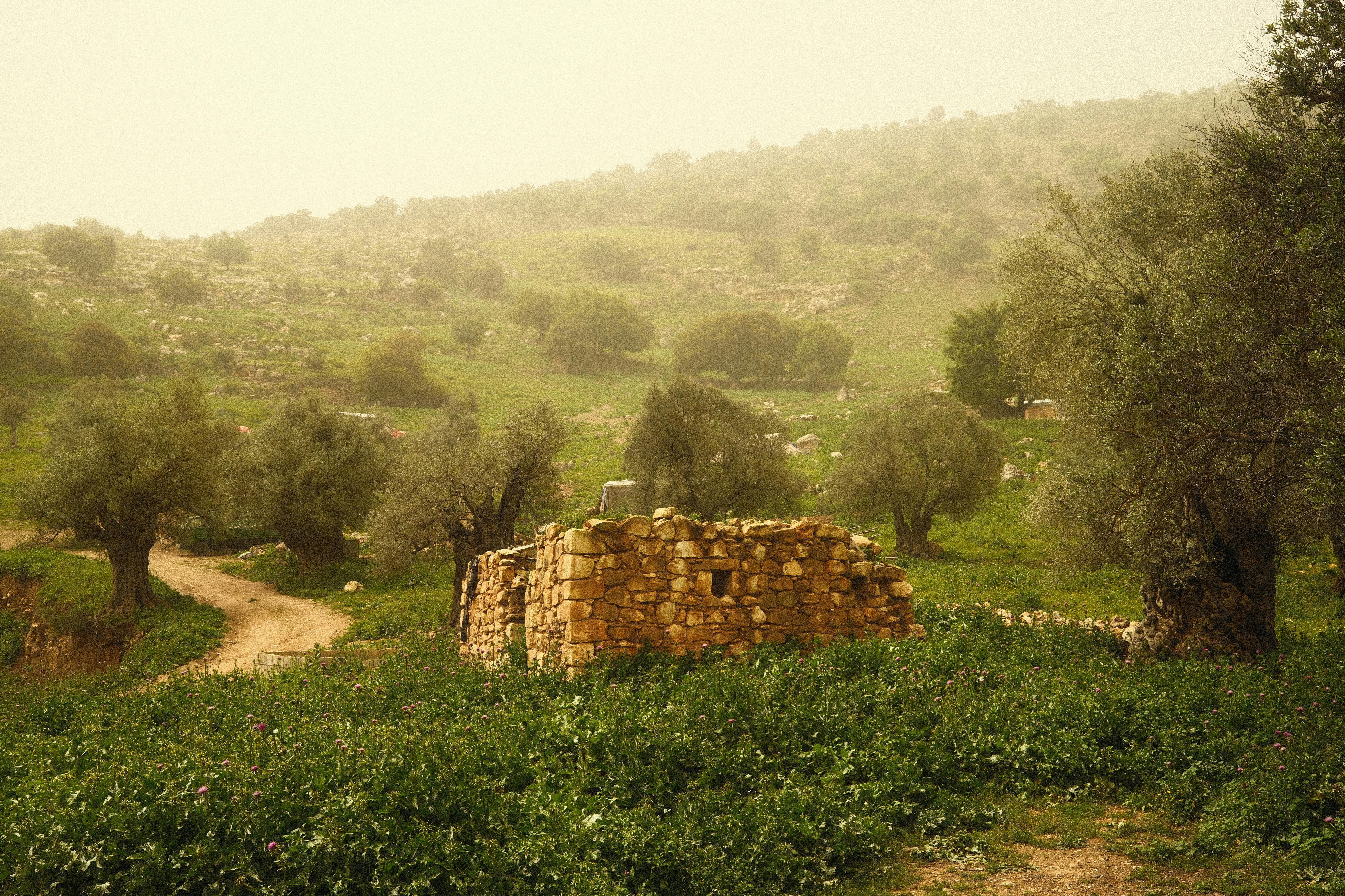 A stone ruin amidst olive trees and verdant fields on a hazy day.