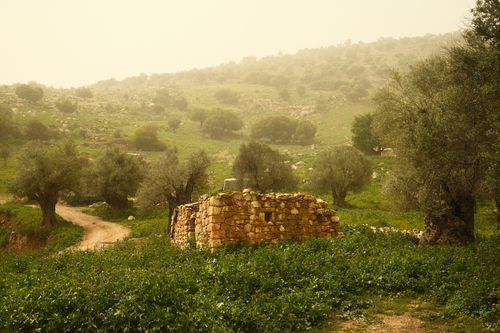 Free A stone ruin amidst olive trees and verdant fields on a hazy day. Stock Photo