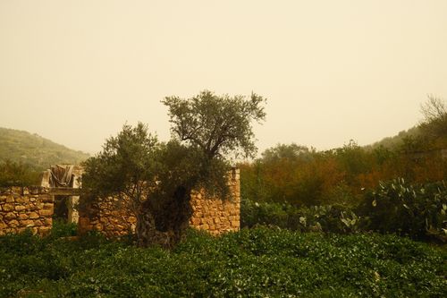 Free Stone ruins with a large olive tree surrounded by lush greenery and hills in the countryside. Stock Photo