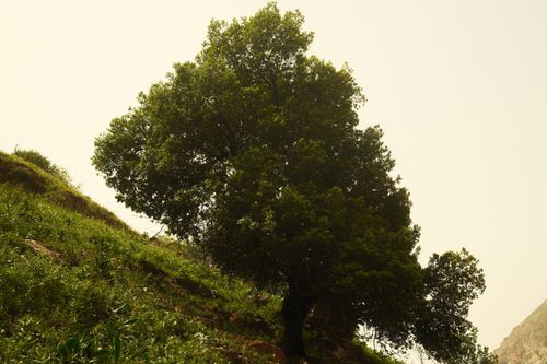 Free A solitary tree stands on a sunlit hill, captured in the warmth of summer. Stock Photo