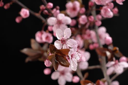 Free Vibrant pink cherry blossom flowers blooming on a branch against a black background. Stock Photo
