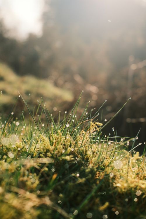 Free Close-up of dew-covered grass blades reflecting soft morning sunlight, evoking tranquility. Stock Photo