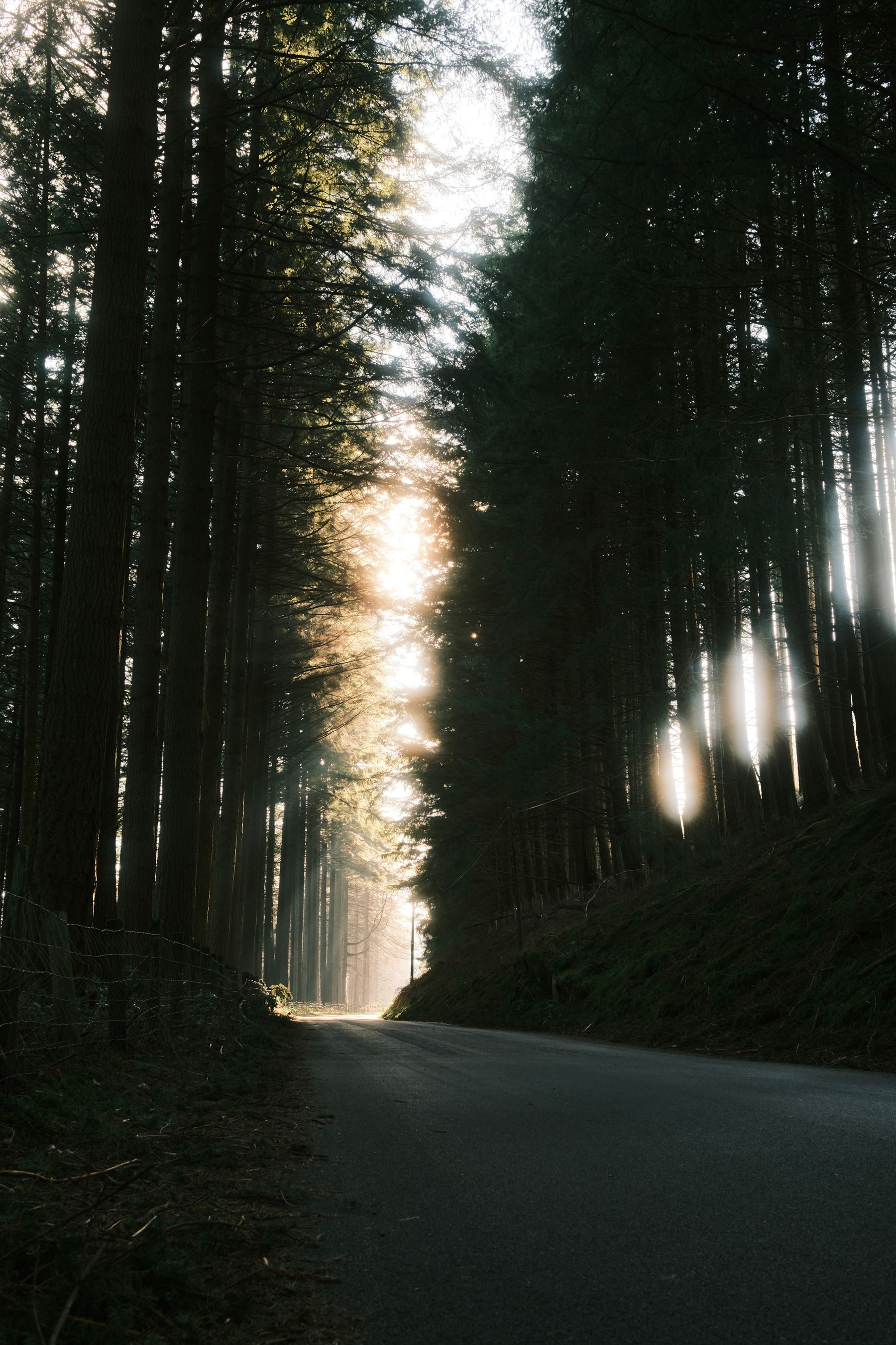 A quiet, misty forest road at dawn