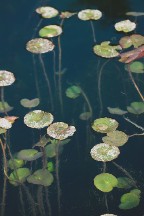 Free A peaceful scene of lily pads gracefully floating on a still water surface, capturing tranquility. Stock Photo