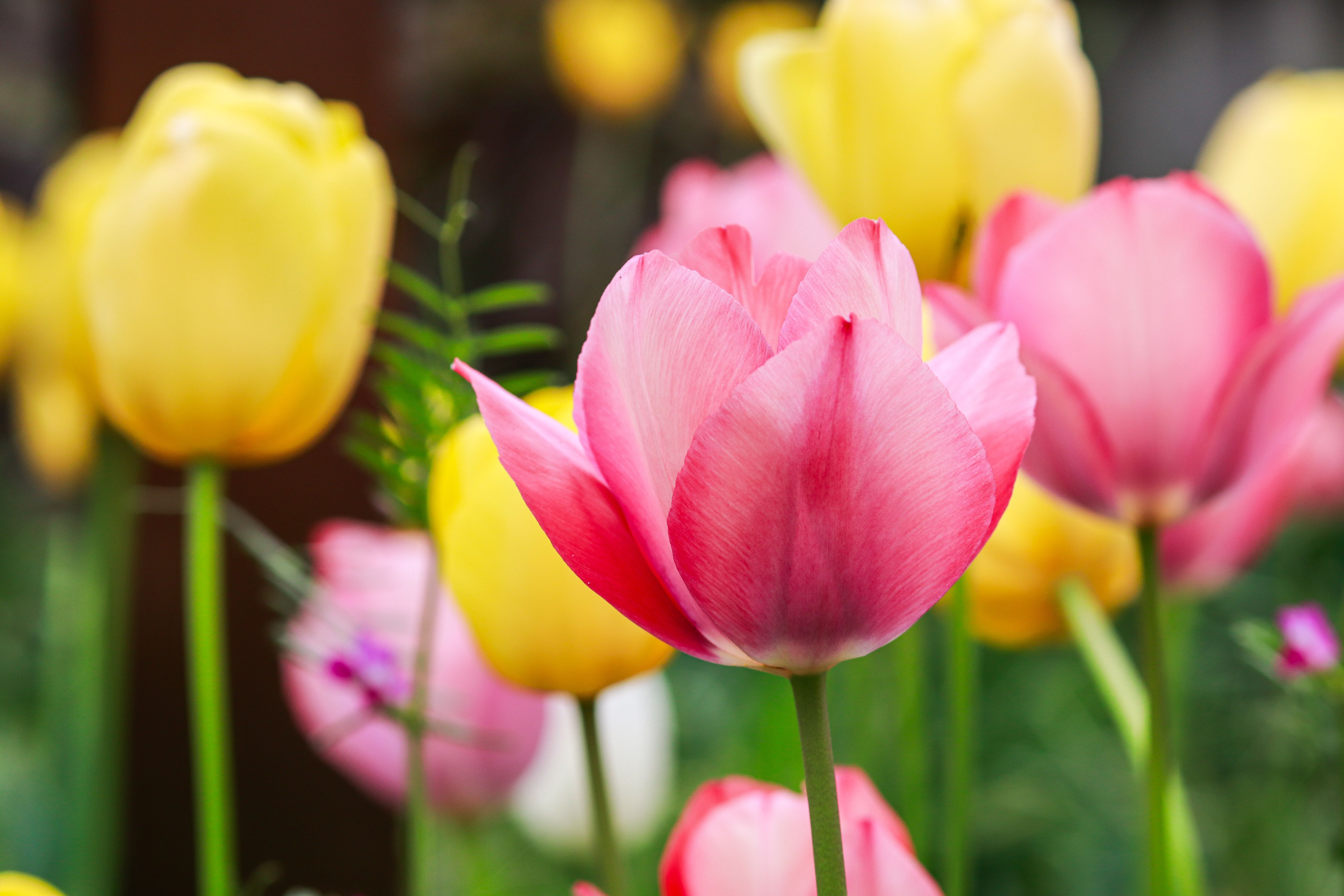 Colorful tulip display for events