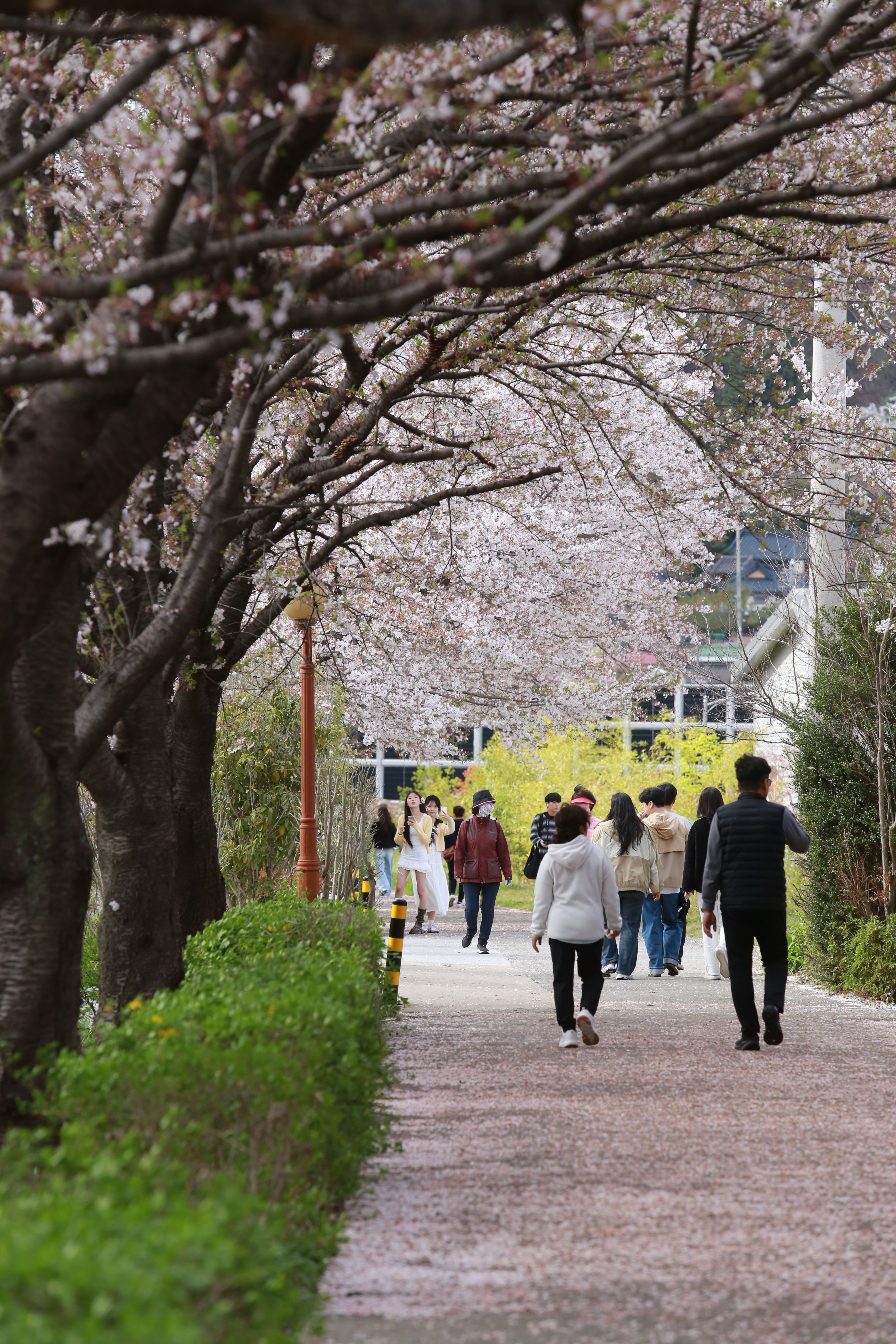 cherry blossom path people walking