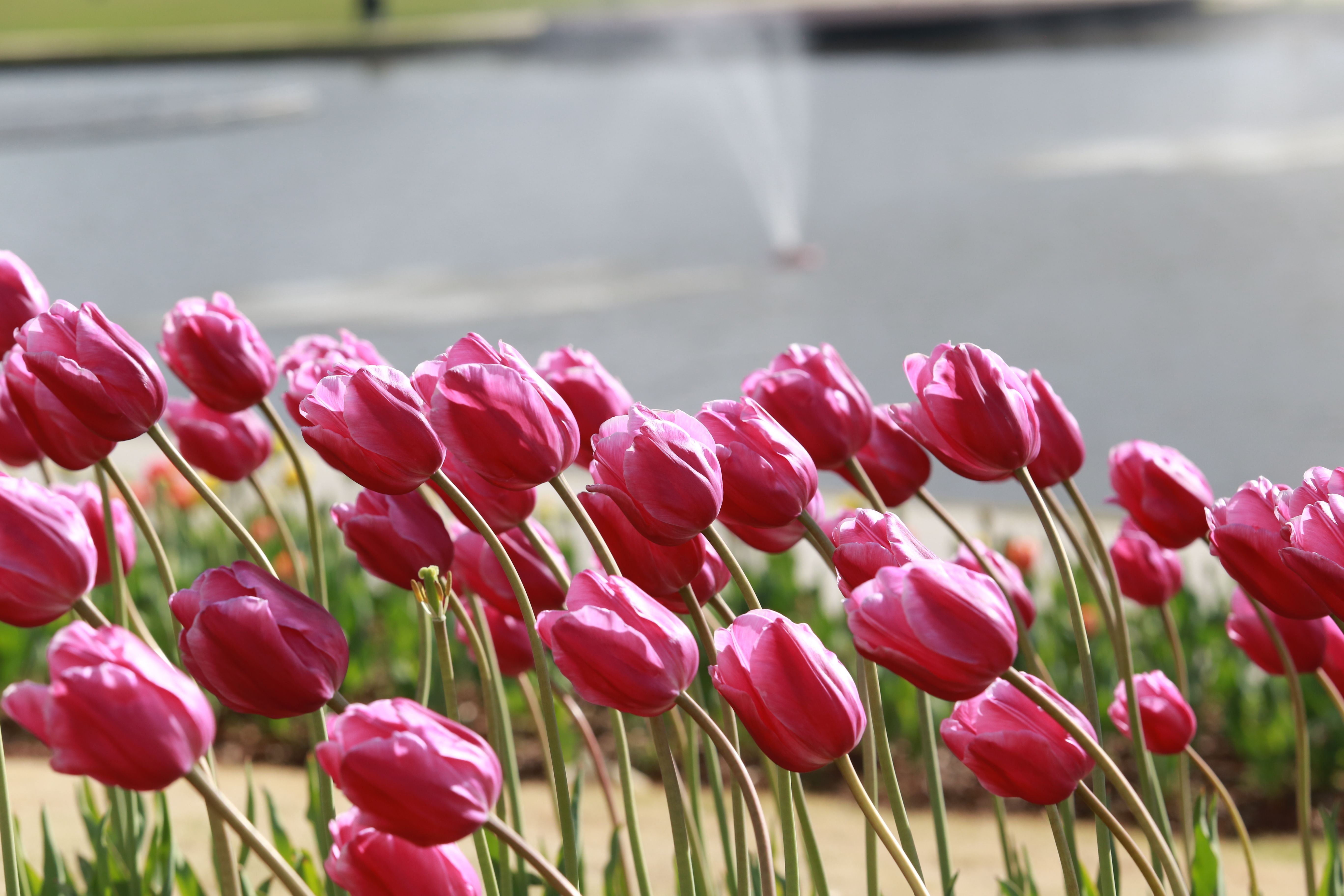 Vibrant Pink Tulips Blooming by Water Feature · Free Stock Photo