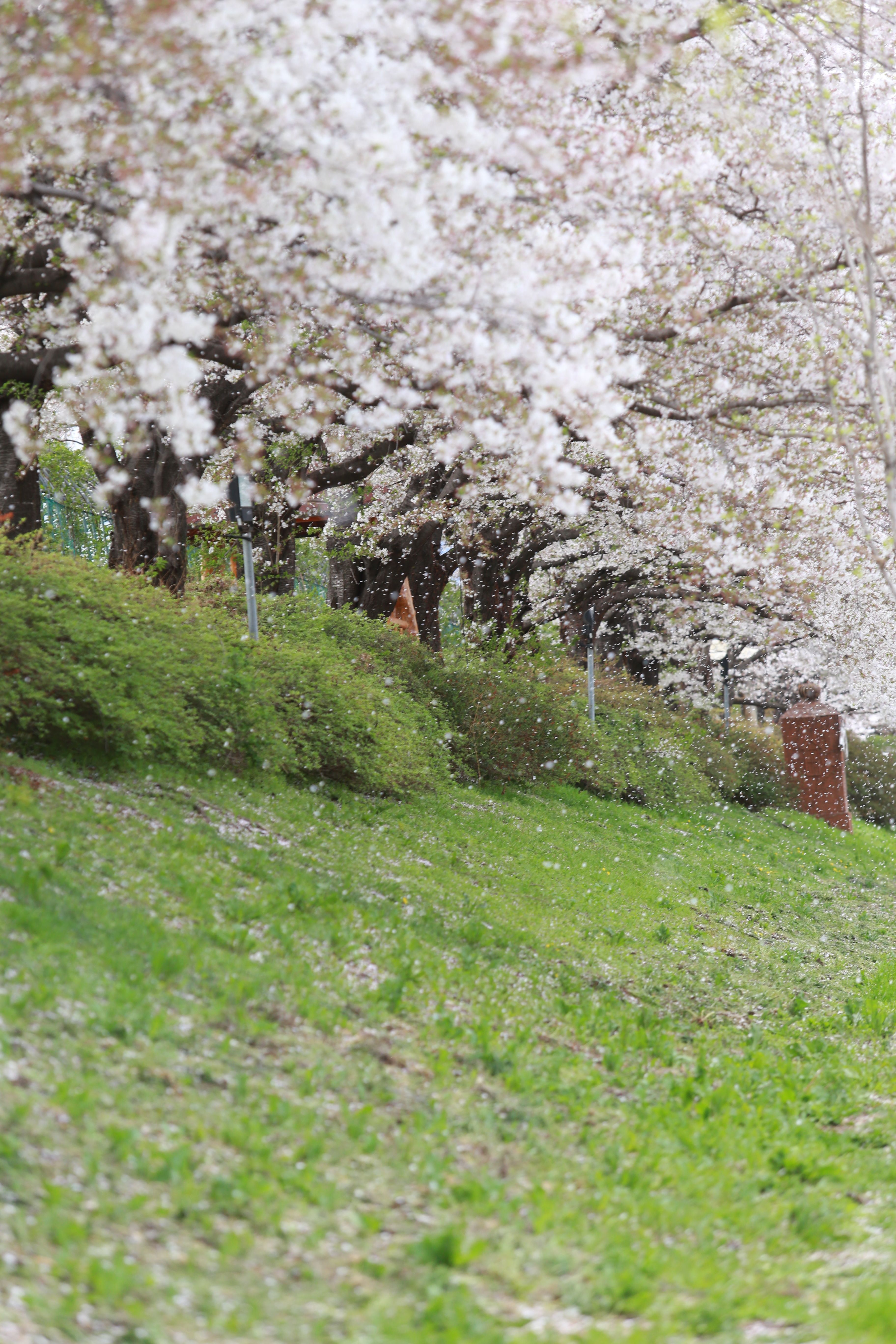 Cherry Blossom Trees in Full Bloom at Park · Free Stock Photo