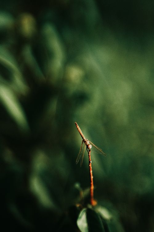 A red dragonfly sitting on a wire · Free Stock Photo