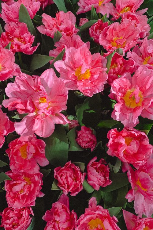 Free Close-up of vibrant pink tulips in full bloom at a garden in Lisse, Netherlands. Stock Photo