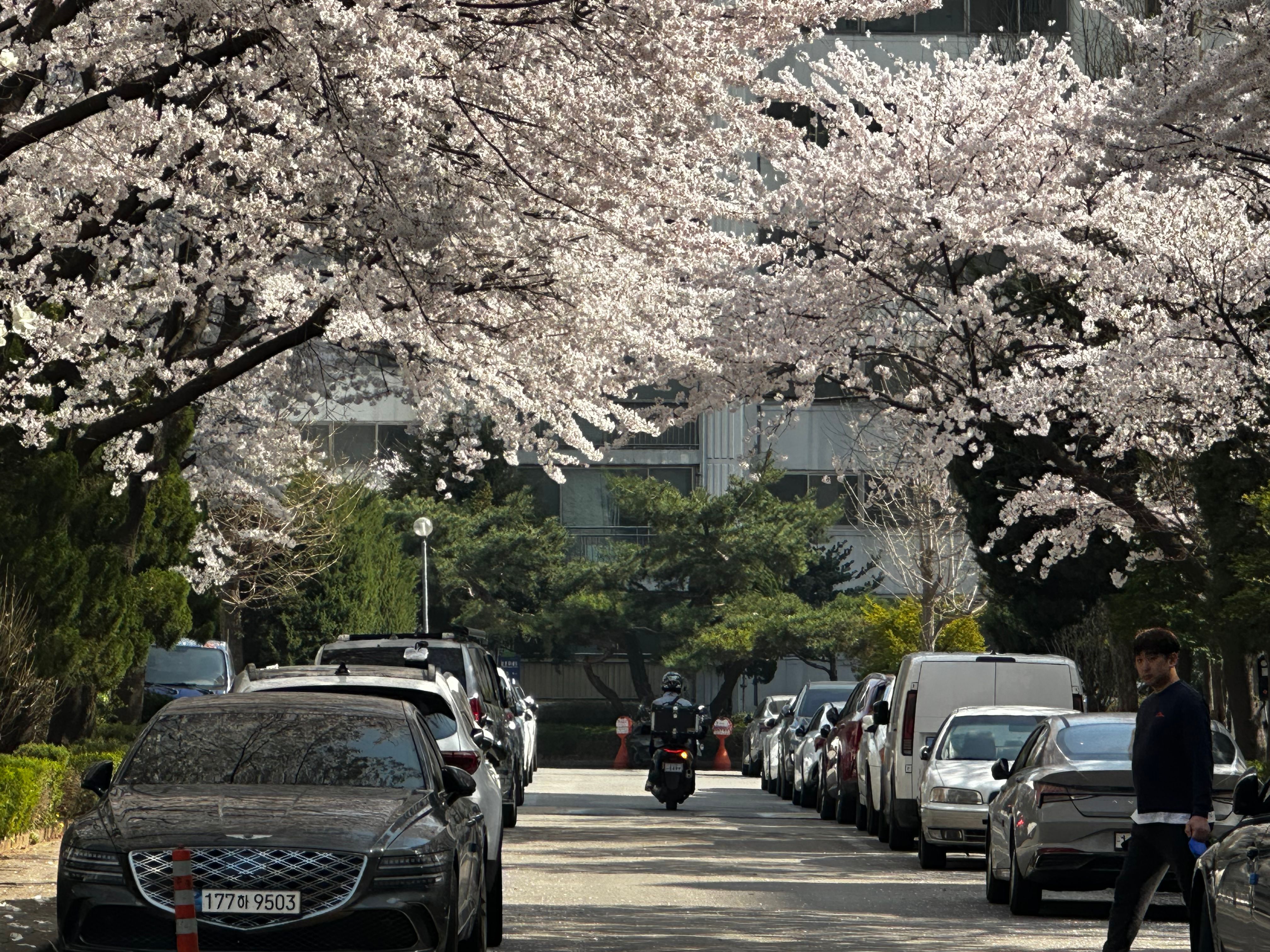Beautiful cherry blossoms line a street in South Korea, creating a picturesque urban scene.