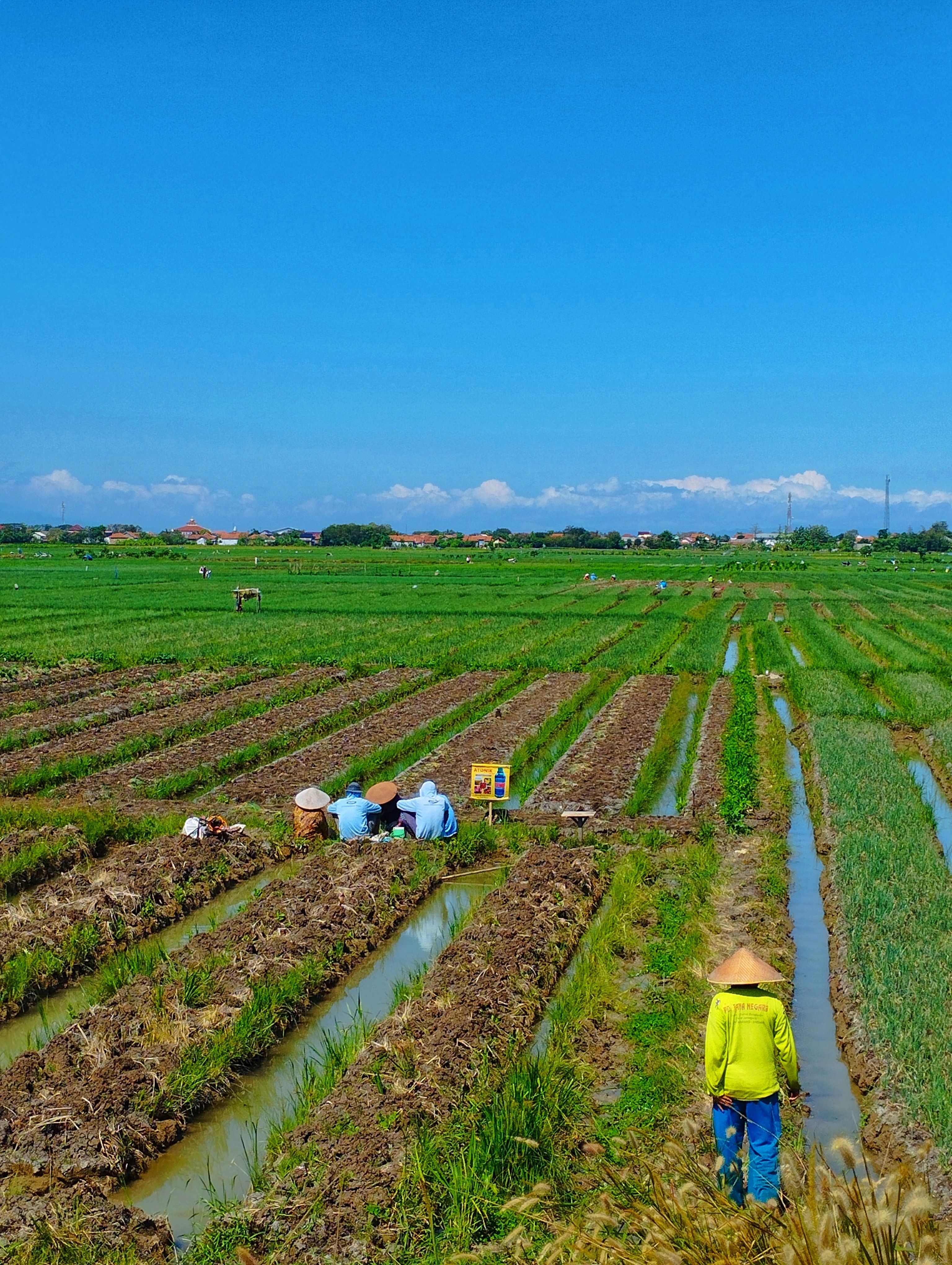 Farmers Working in a Lush Green Rice Field · Free Stock Photo
