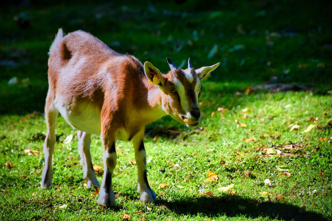 A healthy young goat grazing in a sunlit meadow