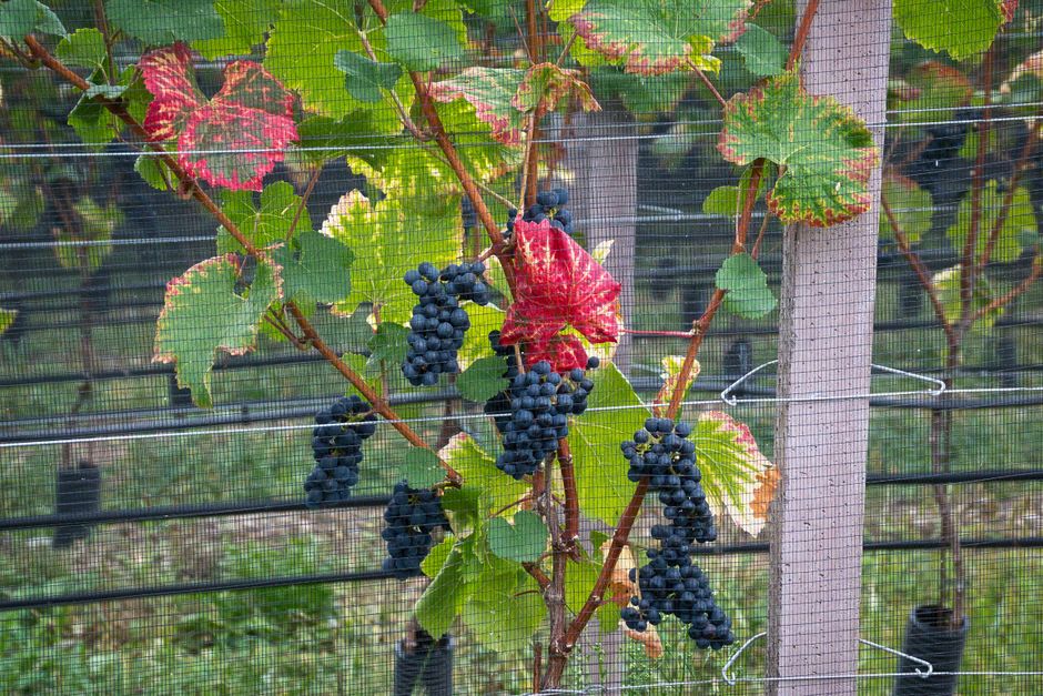 Ripe grapes hanging on vines in a vineyard in Schenna, Trentino-Südtirol, Italy.