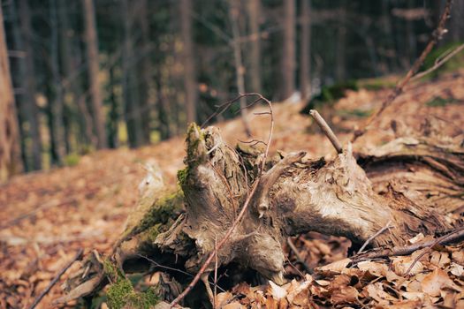 Organic textures of a forest floor highlight a moss-covered tree stump, captured in Ehrenkirchen, Germany.