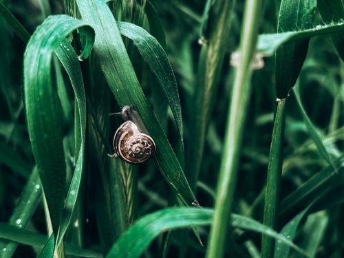 Free Close-up of a snail on a dew-covered grass blade in a lush green field outdoors. Stock Photo