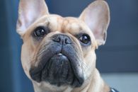 特写肖像中，可爱的法国斗牛犬有着富有表情的眼睛