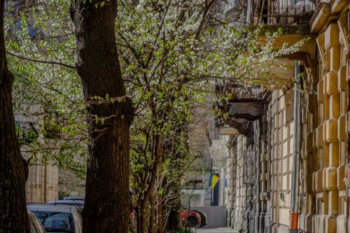 Free Peaceful urban street lined with blossoming trees in early spring sunlight. Stock Photo