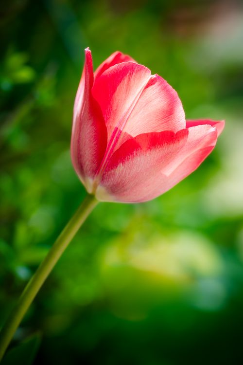 Free Close-up of a vivid pink tulip blooming against a lush green background, symbolizing spring beauty. Stock Photo