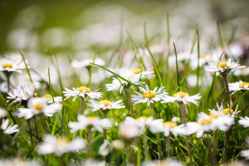 Free Vibrant close-up of daisies in a lush green meadow, showcasing the beauty of spring blooms. Stock Photo