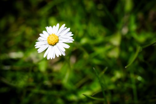 Free A delicate white daisy with a yellow center highlighted against a lush green background. Stock Photo