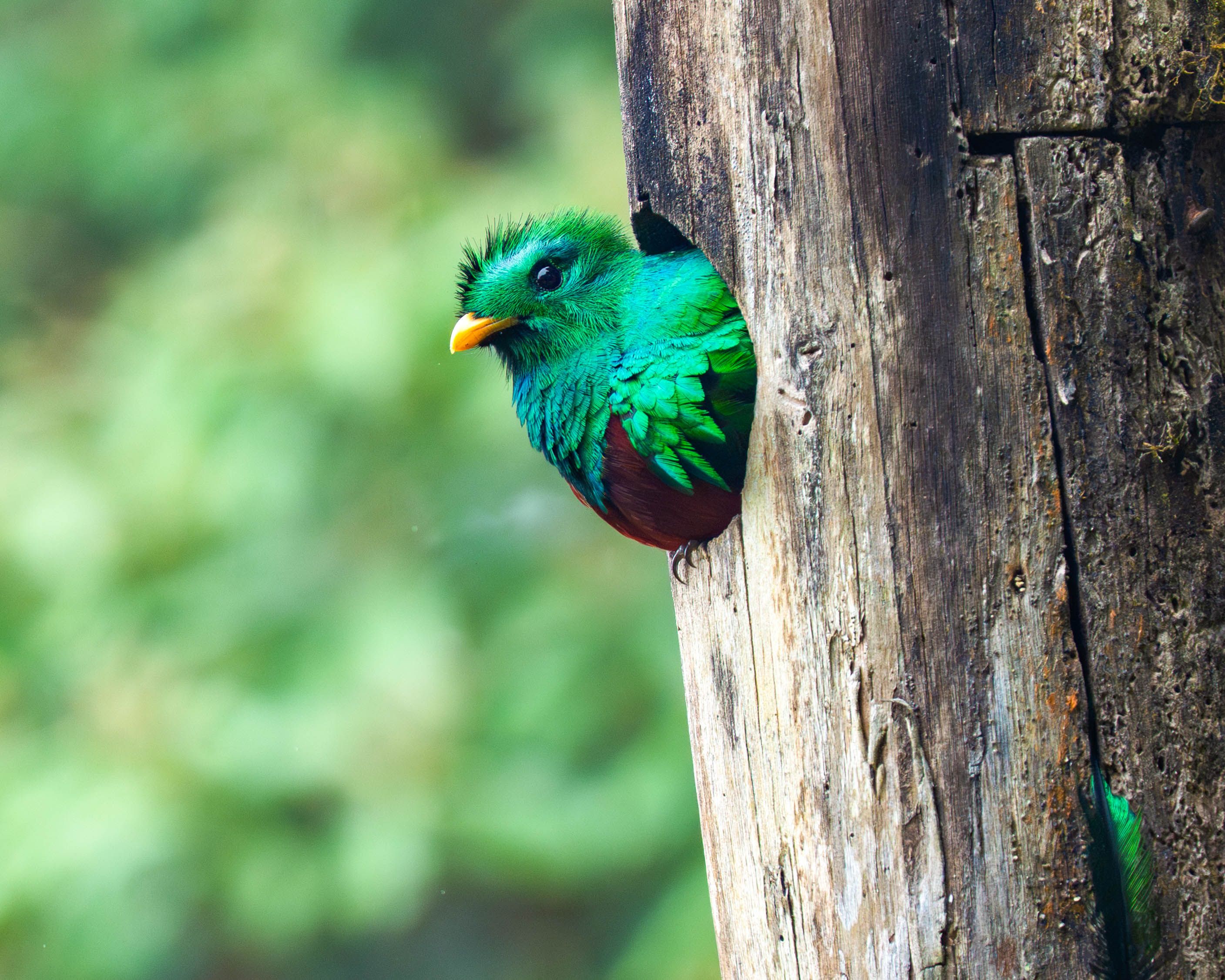 Quetzal