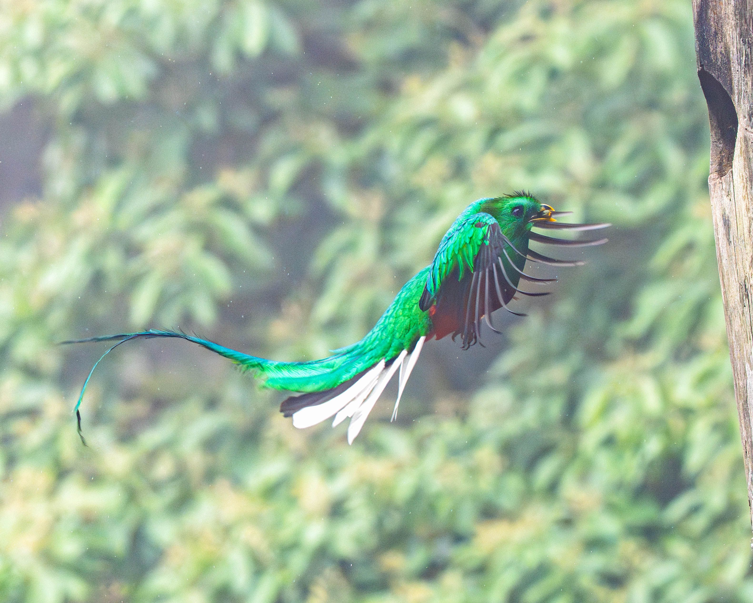 Resplendent Quetzal in Flight in Costa Rica · Free Stock Photo