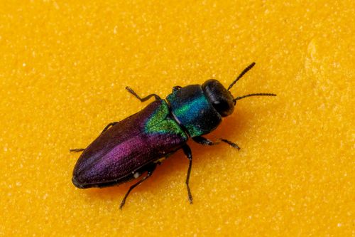 Free Macro shot of a jewel beetle with iridescent colors on a textured yellow background. Stock Photo