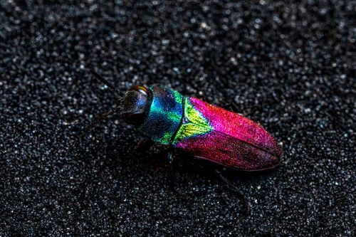 Free Stunning macro photo of a vivid iridescent jewel beetle on a textured background. Stock Photo