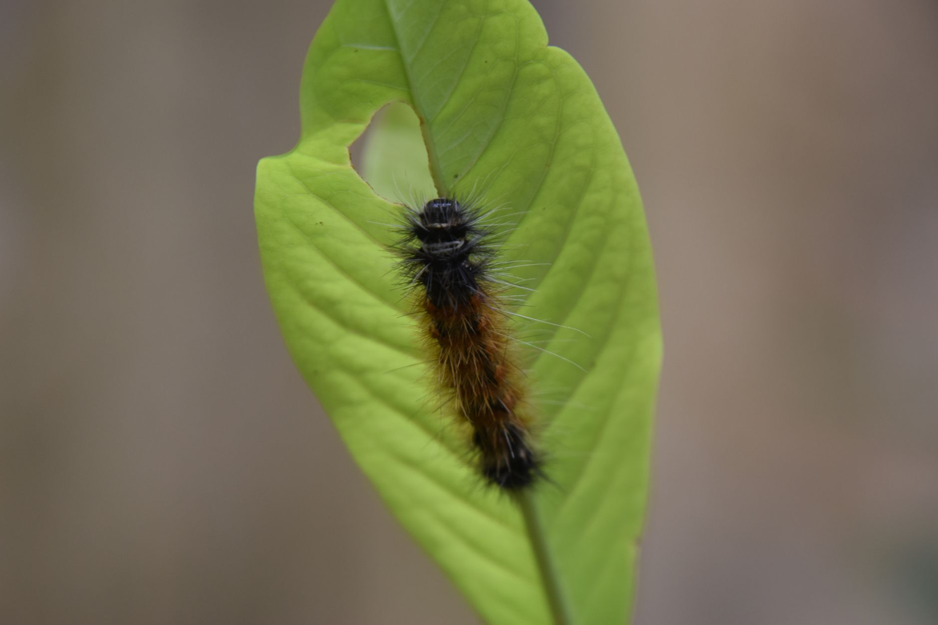 葉の裏にいる、毛のふさふさした毛虫