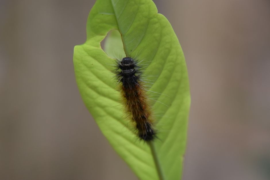 Scientists Put Caterpillars in an Ultraquiet Chamber to Learn How They Hear Without Ears